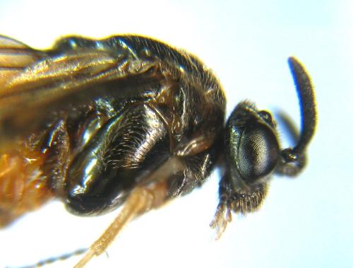 Aprosthema melanurum