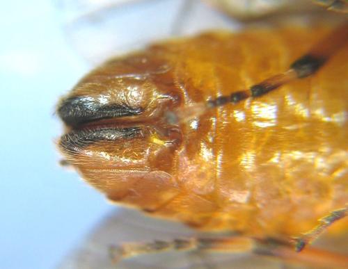 Réf. 309 999 : Aprosthema melanurum