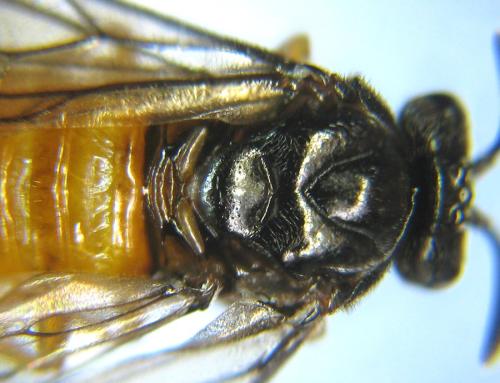 Aprosthema melanurum