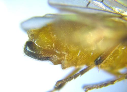 Aprosthema melanurum