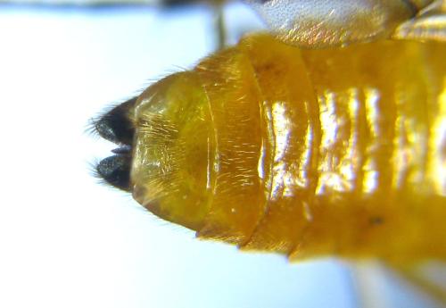 Aprosthema melanurum
