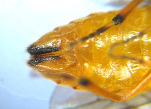Aprosthema melanurum