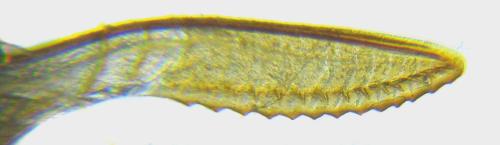 Aprosthema melanurum