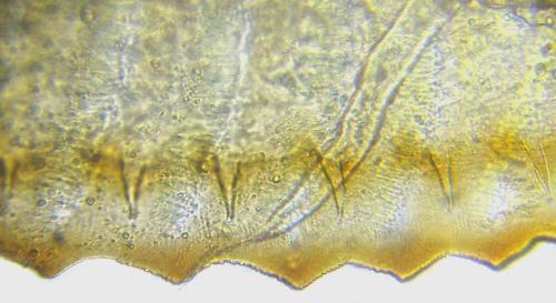 Aprosthema melanurum