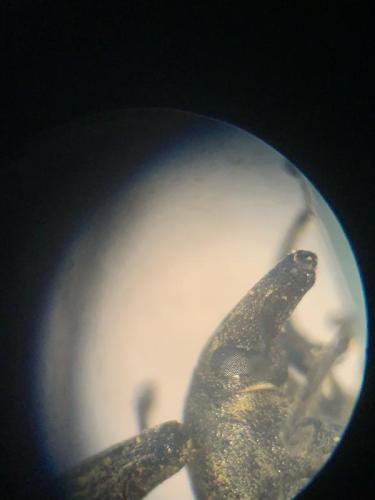 Larinus turbinatus