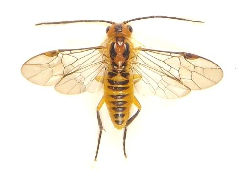 Réf. 309 588 : Euura tibialis