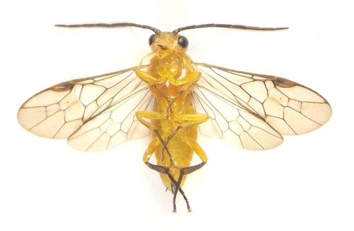 Réf. 309 589 : Euura tibialis