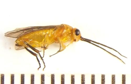 Réf. 309 590 : Euura tibialis