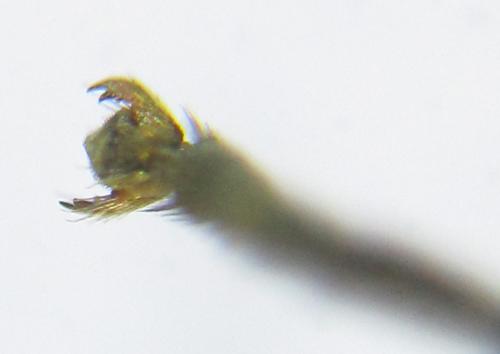 Réf. 309 591 : Euura tibialis