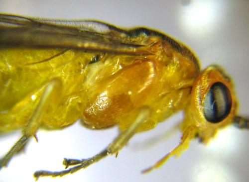 Réf. 309 592 : Euura tibialis