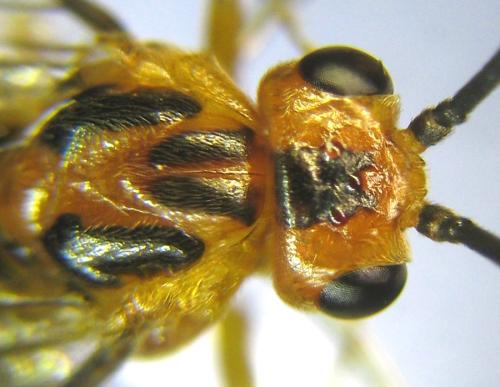 Réf. 309 593 : Euura tibialis