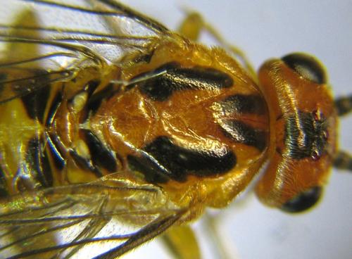 Réf. 309 594 : Euura tibialis