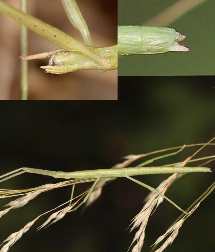 Clonopsis gallica