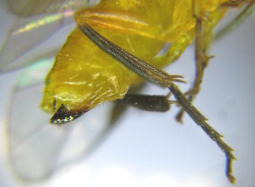 Réf. 309 595 : Euura tibialis