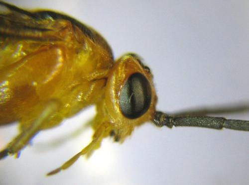 Réf. 309 596 : Euura tibialis
