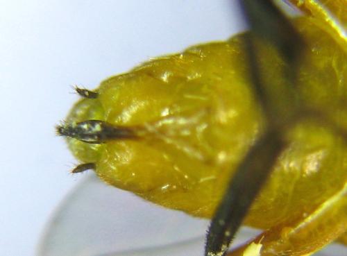 Réf. 309 598 : Euura tibialis