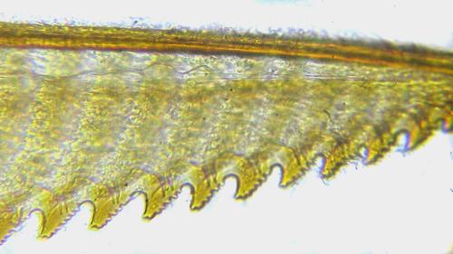Réf. 309 601 : Euura tibialis
