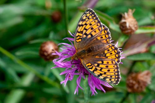 Argynnis niobe