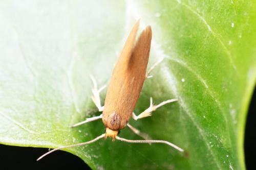 Crassa unitella
