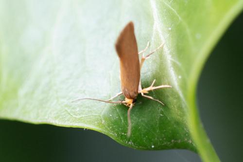 Crassa unitella