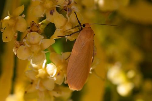 Réf. 309 010 : Eilema sororcula