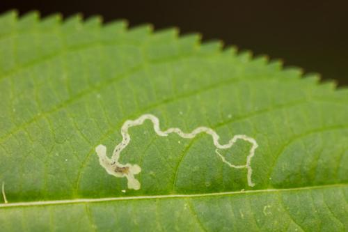Phytoliriomyza melampyga