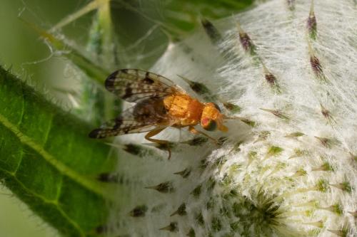 Xyphosia miliaria