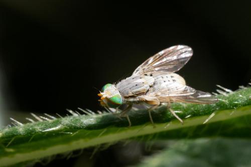 Réf. 309 113 : Terellia longicauda