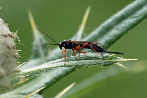Scambus sp.