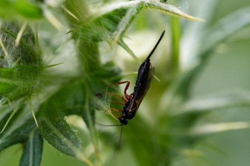Scambus sp.