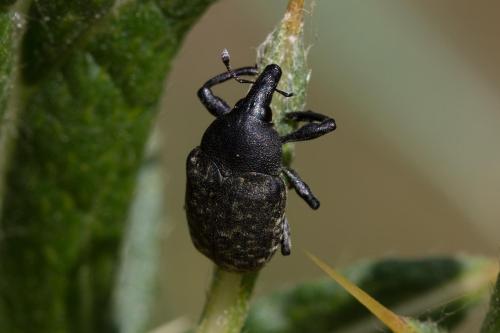 Réf. 309 466 : Larinus turbinatus
