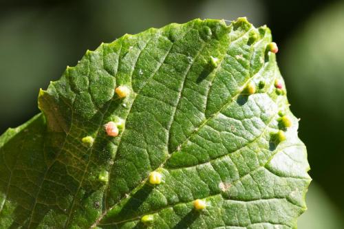 Réf. 309 630 : Eriophyes viburni