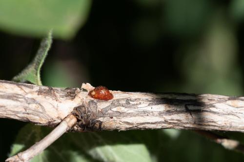 Parthenolecanium sp.