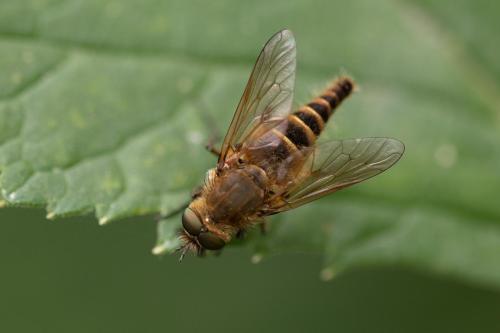 Thereva nobilitata