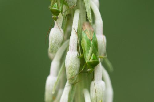 Réf. 309 754 : Lygocoris pabulinus