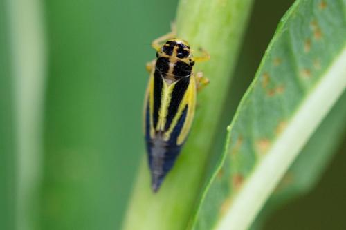 Réf. 309 756 : Evacanthus interruptus