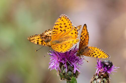 Argynnis aglaja