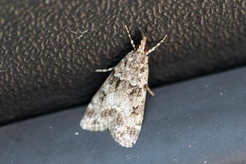 Réf. 309 799 : Eudonia sp.