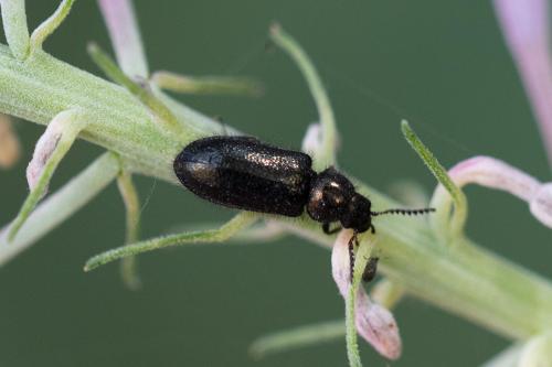 Aplocnemus sp.