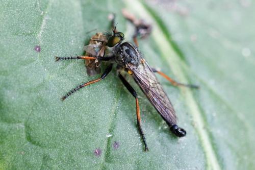 Neoitamus cyanurus