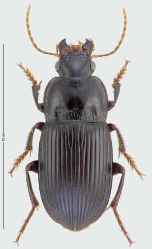 Réf. 309 510 : Cryptophonus litigiosus