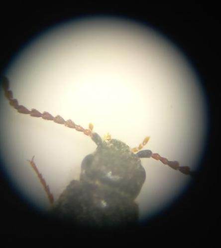Réf. 309 409 : Adrastus sp.