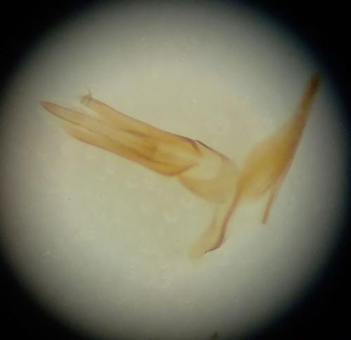Réf. 309 410 : Adrastus sp.