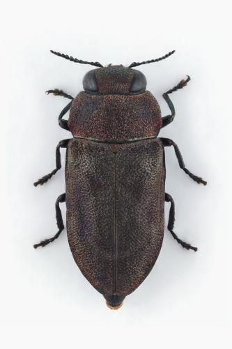 Anthaxia helvetica