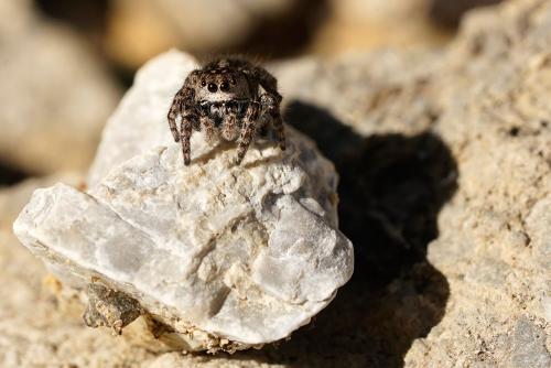 Réf. 309 405 : Pellenes lapponicus