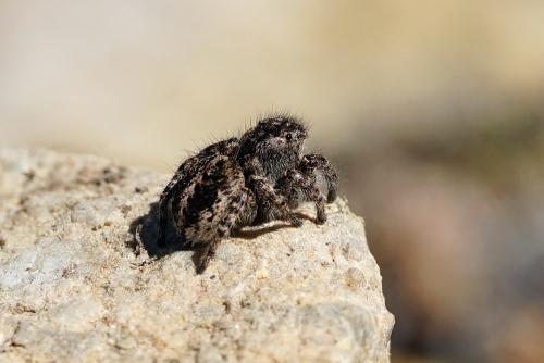 Pellenes lapponicus