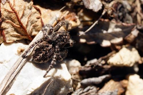 Pellenes lapponicus