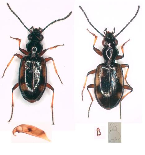 Réf. 309 658 : Bembidion callosum