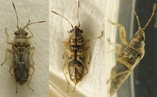 Nysius graminicola