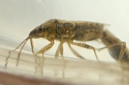Nysius graminicola
